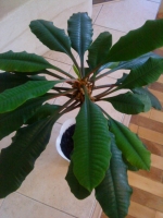 Имя файла=Euphorbia_leuconeura-1.JPG
Размер файла=93КБ
Размеры=480x640
Дата=Янв 20, 2011 Euphorbia_leuconeura-1.JPG