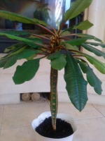 Имя файла=Euphorbia_leuconeura-2.JPG
Размер файла=88КБ
Размеры=480x640
Дата=Янв 20, 2011 Euphorbia_leuconeura-2.JPG