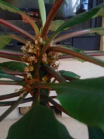 Имя файла=Euphorbia_leuconeura-3.JPG
Размер файла=84КБ
Размеры=480x640
Дата=Янв 20, 2011 Euphorbia_leuconeura-3.JPG
