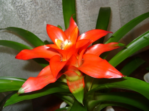 Guzmania-4
