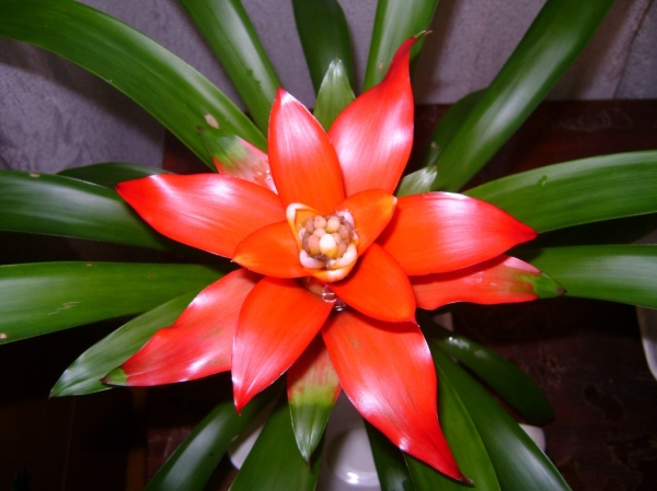 Guzmania-3
