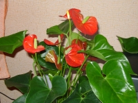 Anthurium-1.JPG