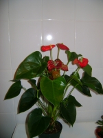 Anthurium-2.JPG