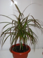 Dracaena.JPG