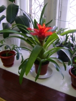 Guzmania-1.JPG