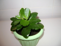Имя файла=Kalanchoe-1.JPG
Размер файла=458КБ
Размеры=1024x768
Дата=Март 31, 2010 Kalanchoe-1.JPG