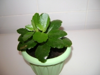 Kalanchoe-1.JPG