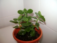 Имя файла=Kalanchoe-2.JPG
Размер файла=468КБ
Размеры=1024x768
Дата=Март 31, 2010 Kalanchoe-2.JPG