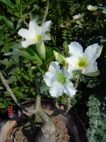 Adenium.jpg