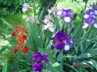 DSC03495.jpg