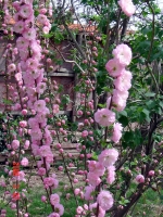 DSC03855.jpg