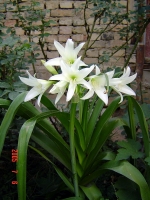 crinum.jpg