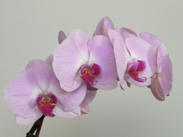 Phal_1
