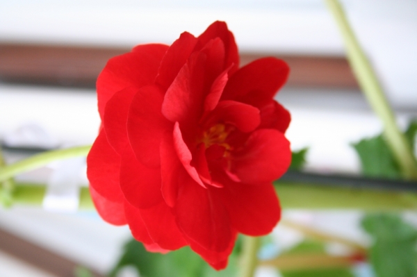 Begonia 1
begonia dark red
