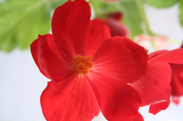 Begonia 4
begonia tychinki
