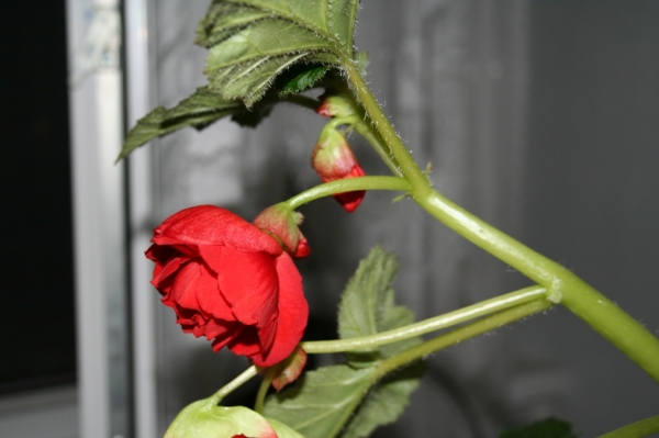 Begonia 3
begonia zakos pod rozu
