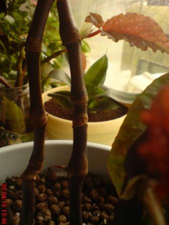 Begonia_x_argenteo-guttata
Бегония во время реанимации
