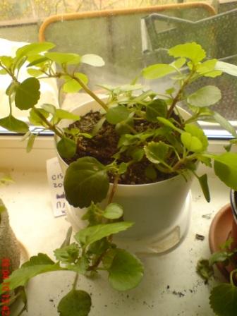 Plectranthus_australis
Плектрантус южный через 2 недели после реанимации
