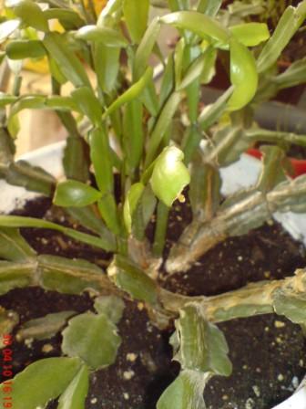 Zygocactus
Старенький зигокактус после реанимации,совсем изросшийся,а выкинуть жалко
