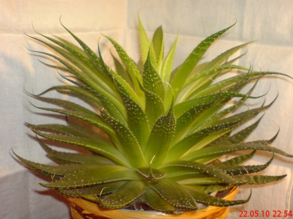 Aloe aristata - 22,05,10
