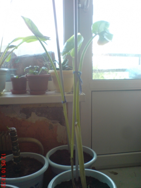 Calla_aethiopica
Калла эфиопская после рассаживания
