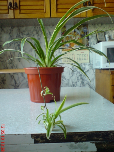 Chlorophytum_comosum_Variegatum_
Обожаю хохлатые хлорофитумы - не выдержала, купила к дивизии своих реанимированных цветочков
