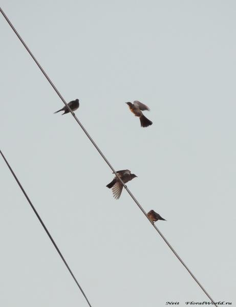 DSCN7005.jpg