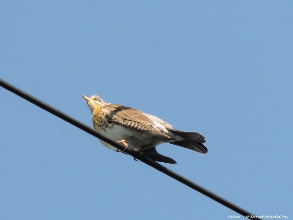 DSCN7022-1.jpg