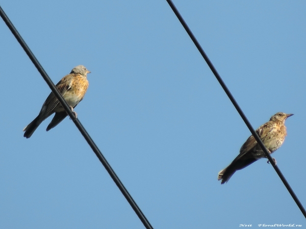 DSCN7038-1.jpg