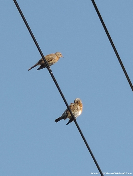 DSCN7041-1.jpg