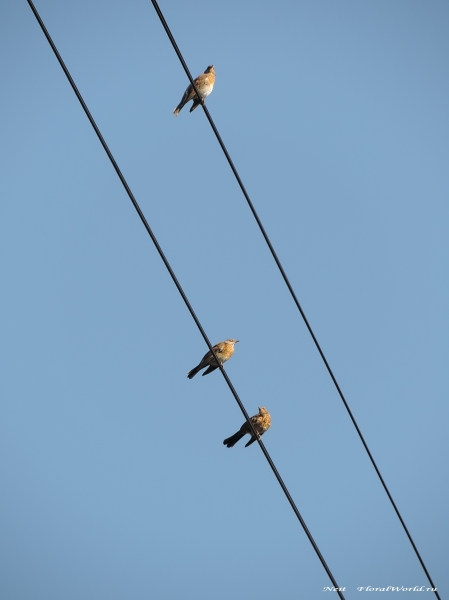 DSCN7043-1.jpg