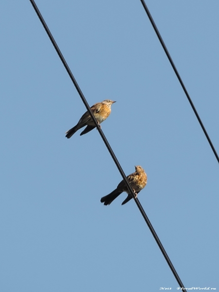 DSCN7043-2.jpg