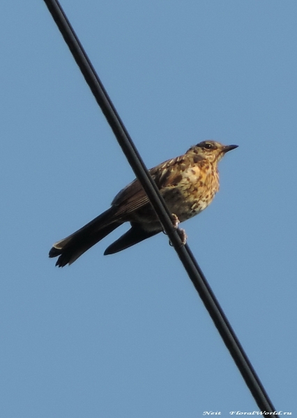 DSCN7047.jpg