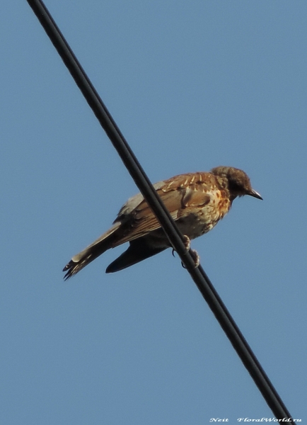 DSCN7049.jpg