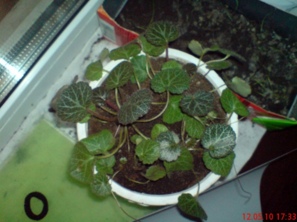 Saxisfragatolonifera_Meerb
Камнеломка плетистая через месяц после реанимации
