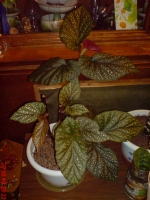 10_Begonia_x_argenteo-guttata_1_10.JPG