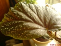 2_Begonia_x_argenteo-guttata_1_2.JPG
