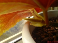 4_Begonia_x_argenteo-guttata_1_4.JPG