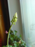 Имя файла=5_12,05,10_Drimiopsis_1_4.JPG
Размер файла=21КБ
Размеры=336x448
Дата=Май 24, 2010 5_12,05,10_Drimiopsis_1_4.JPG