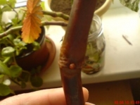 5_Begonia_x_argenteo-guttata_1_5.JPG
