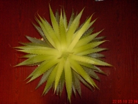 Имя файла=Aloe_aristata_2.JPG
Размер файла=574КБ
Размеры=1024x768
Дата=Май 24, 2010 Aloe_aristata_2.JPG