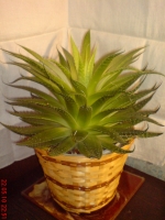 Имя файла=Aloe_aristata_4.JPG
Размер файла=570КБ
Размеры=768x1024
Дата=Май 24, 2010 Aloe_aristata_4.JPG