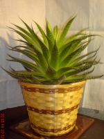 Имя файла=Aloe_aristata_5.JPG
Размер файла=608КБ
Размеры=768x1024
Дата=Май 24, 2010 Aloe_aristata_5.JPG