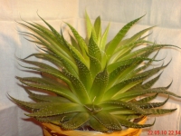 Имя файла=Aloe_aristata_6.JPG
Размер файла=585КБ
Размеры=1024x768
Дата=Май 24, 2010 Aloe_aristata_6.JPG
