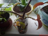 Имя файла=Begonia_x_argenteo-guttata_2_.JPG
Размер файла=30КБ
Размеры=448x336
Дата=Май 12, 2010 Begonia_x_argenteo-guttata_2_.JPG