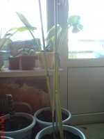 Имя файла=Calla_aethiopica~0.JPG
Размер файла=415КБ
Размеры=768x1024
Дата=Май 24, 2010 Calla_aethiopica~0.JPG