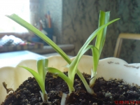 Имя файла=Chlorophytum1_1_~0.JPG
Размер файла=497КБ
Размеры=1024x768
Дата=Май 24, 2010 Chlorophytum1_1_~0.JPG