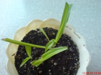 Имя файла=Chlorophytum_1.JPG
Размер файла=490КБ
Размеры=1024x768
Дата=Май 12, 2010 Chlorophytum_1.JPG