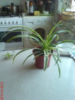 Имя файла=Chlorophytum_comosum_Variegatum_1.JPG
Размер файла=537КБ
Размеры=768x1024
Дата=Май 24, 2010 Chlorophytum_comosum_Variegatum_1.JPG