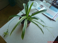 Имя файла=Chlorophytum_comosum_Variegatum_1_1.JPG
Размер файла=554КБ
Размеры=1024x768
Дата=Май 24, 2010 Chlorophytum_comosum_Variegatum_1_1.JPG